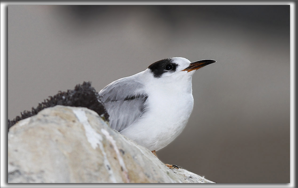 STERNE CASPIENNE, adulte hiver   /   CASPIAN TERN, winter    _MG_7475