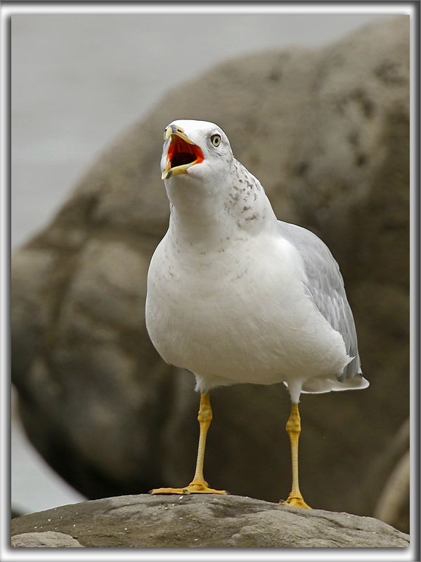 GOLAND  BEC CERCL  /  RING-BILLED GULL    _HP_0740