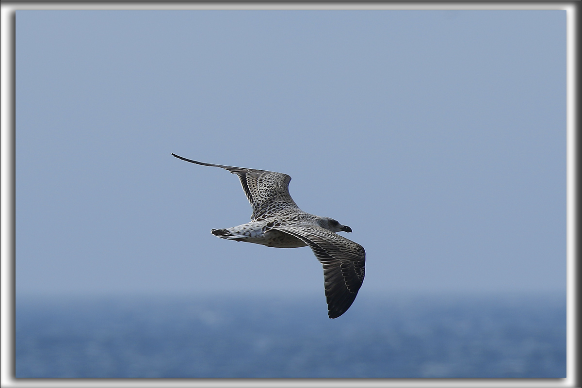 GOLAND MARIN, juvnil   /  GREAT BLACK-BACKED GULL, immature     _HP_9528