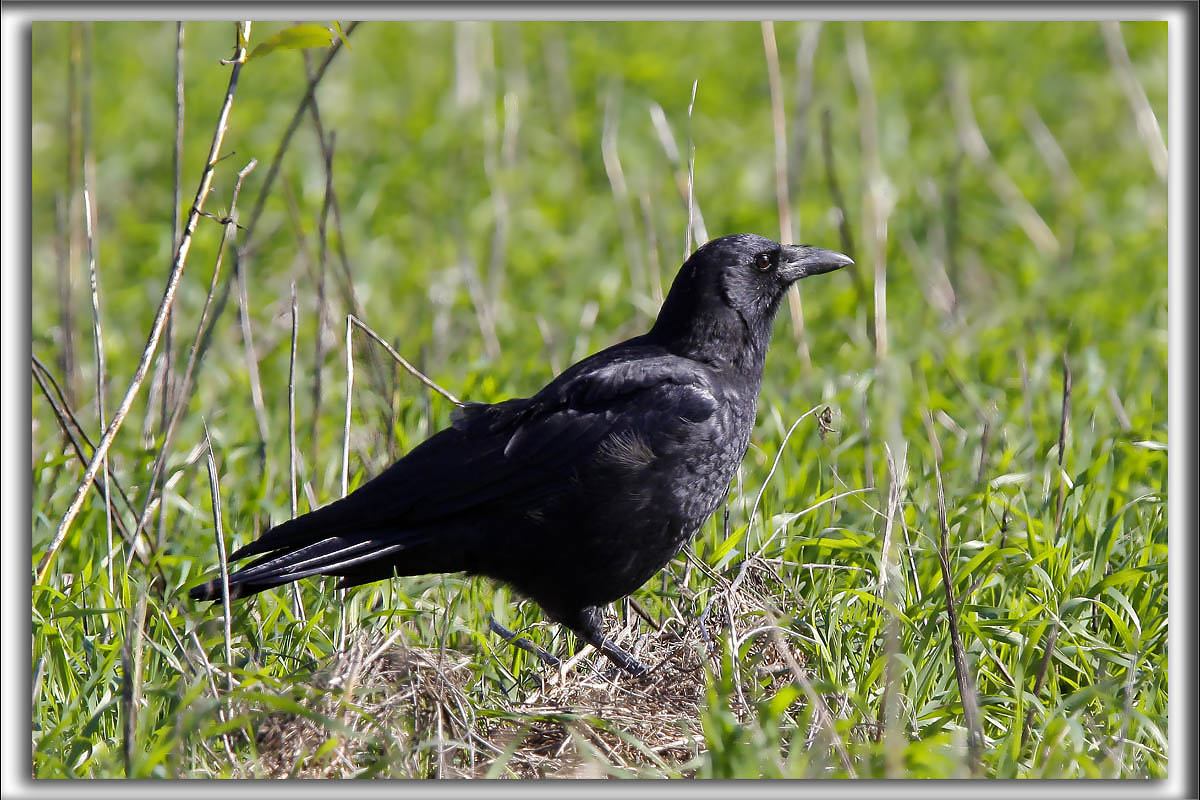 GRAND CORBEAU  / COMMON RAVEN     _MG_7329