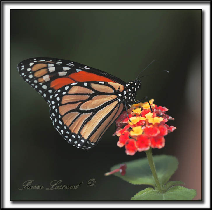 MONARQUE -  MONARCH   -  DANAUS PLEXIPPUS  MG_9435.jpg