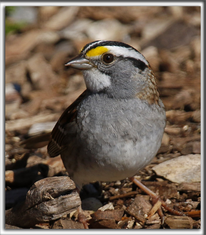 BRUANT  GORGE BLANCHE, mle   /  WHITE-THROATED SPARROW, male     _HP_5397