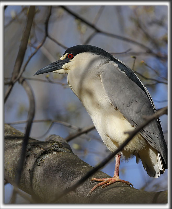 BIHOREAU GRIS, mle   /   BLACK-CROWNED NIGHT-HERON, male   _HP_6114