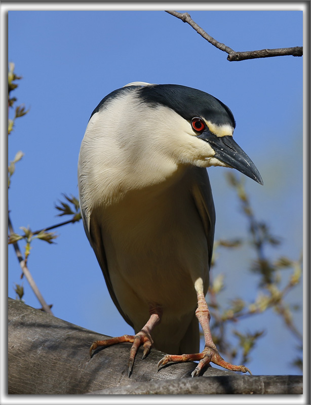 BIHOREAU GRIS, mle   /   BLACK-CROWNED NIGHT-HERON, male    _HP_6188