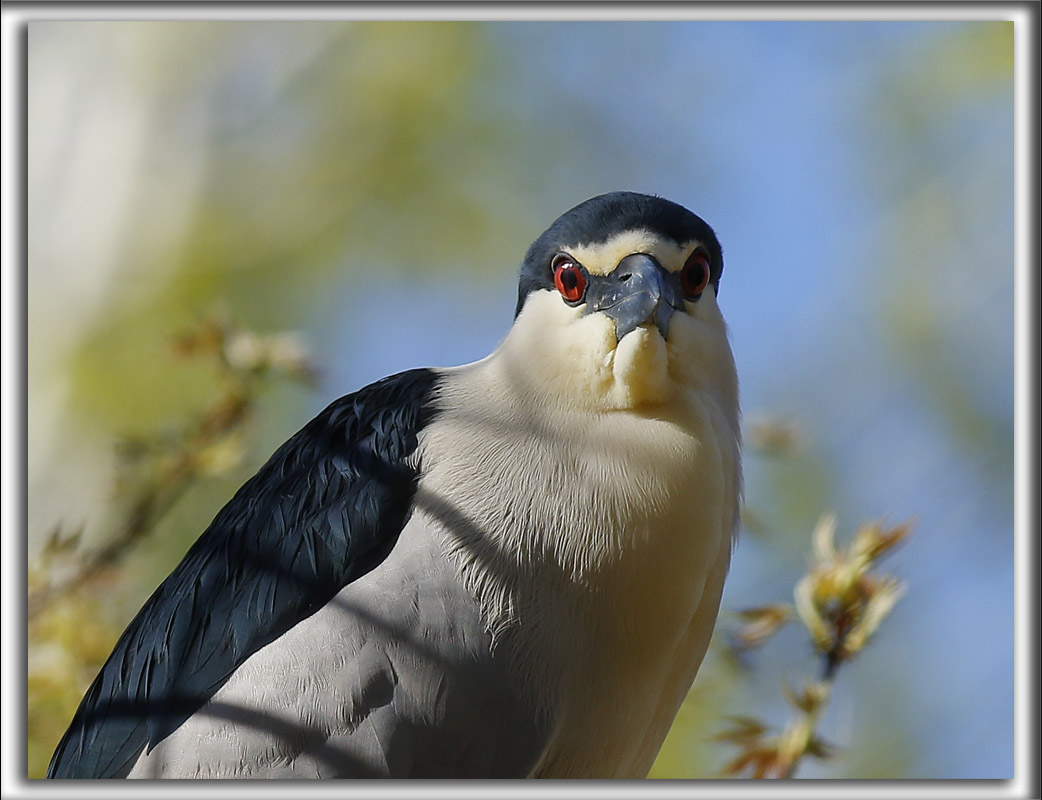 BIHOREAU GRIS, mle   /   BLACK-CROWNED NIGHT-HERON, male    _HP_6351