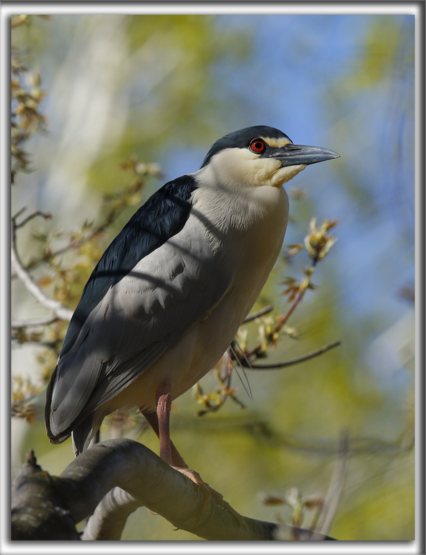 BIHOREAU GRIS, mle   /   BLACK-CROWNED NIGHT-HERON, male    _HP_6353