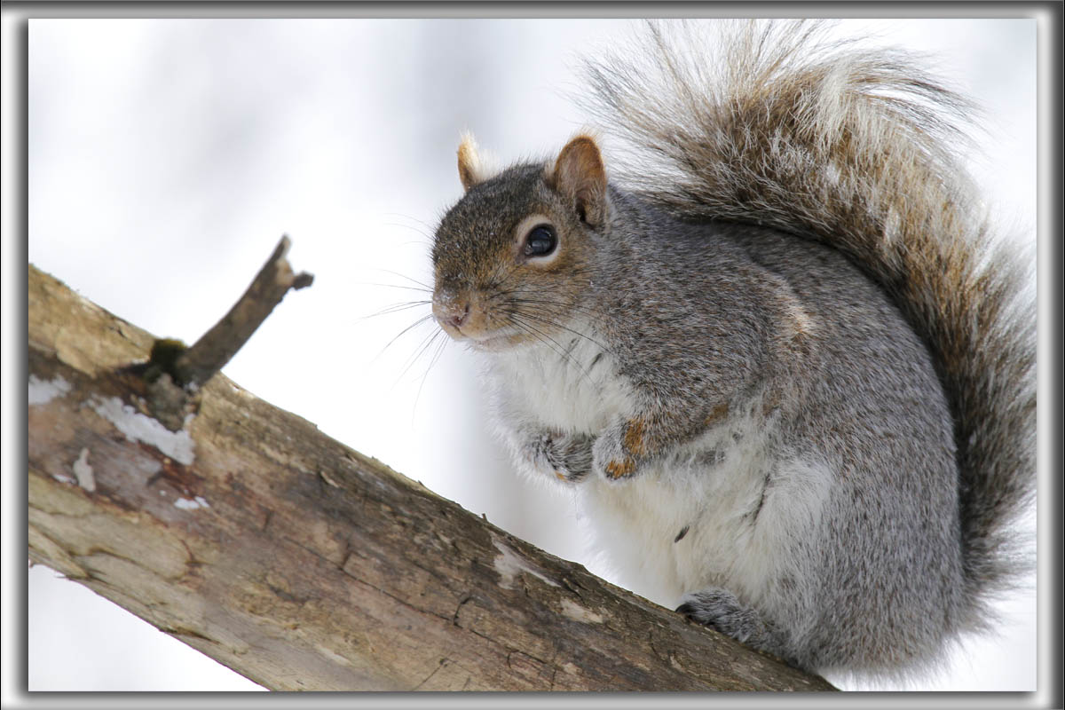 _ CUREUIL GRIS  /  GRAY SQUIRREL    MG_0403