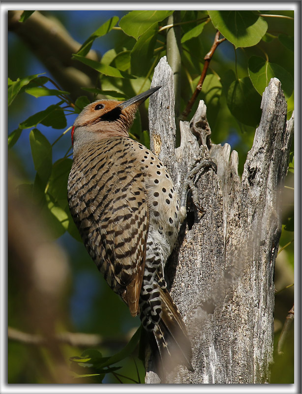 PIC FLAMBOYANT, mle   /  NORTHERN FLICKER, male      _HP_7624
