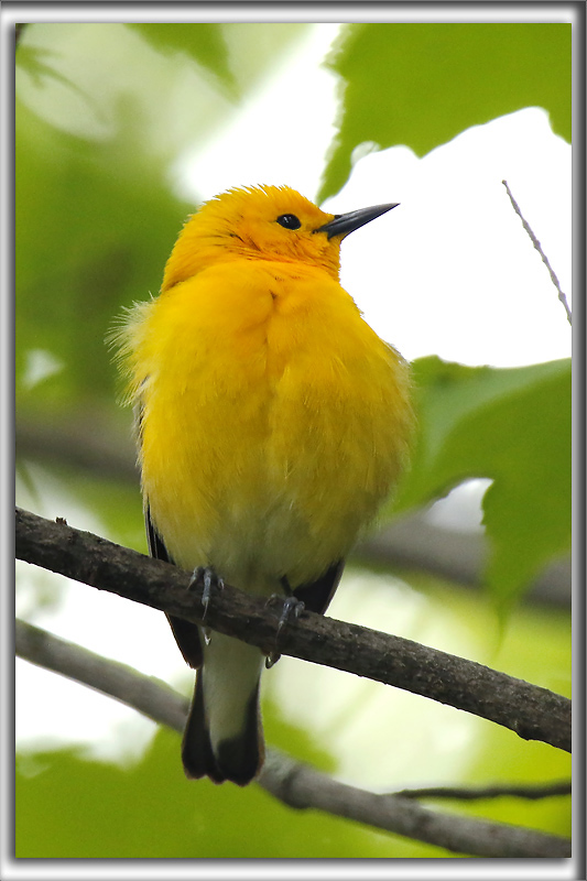 PARULINE ORANGE   /   PROTHONOTARY WARBLER    _HP_9352