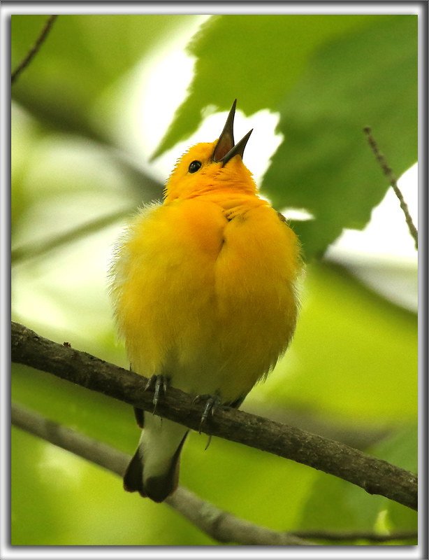 PARULINE ORANGE   /   PROTHONOTARY WARBLER    _HP_9293