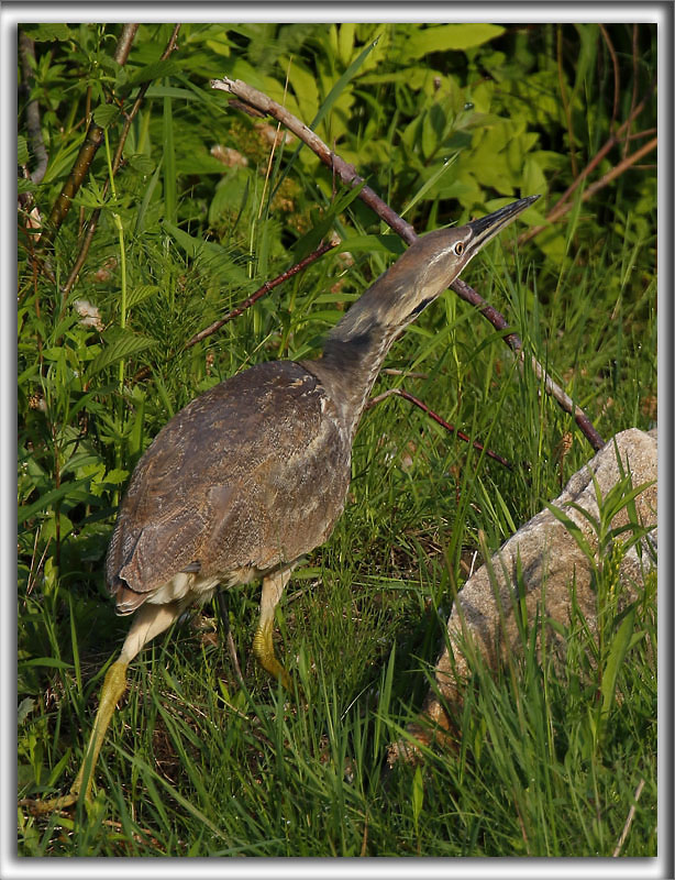 BUTOR DAMRIQUE mle /  AMERICAN BITTERN male    _HP_0174