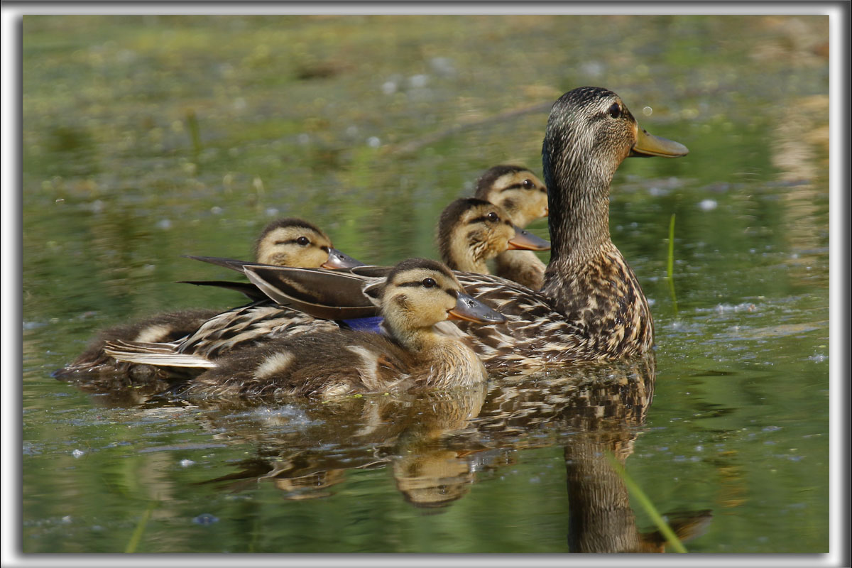 Canard Colvert  femelle avec ses petits   -   Mallard female     _HP_0711