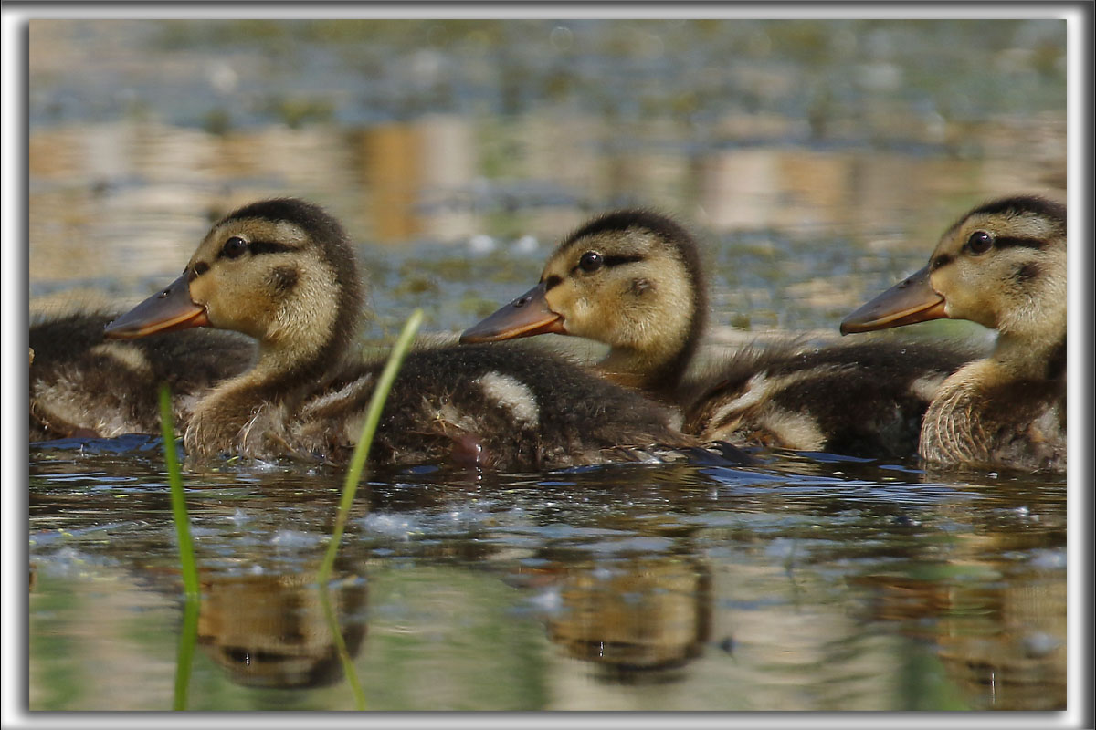 CANETONS, COLVERT / IMMATURES MALLARD    _HP_0717