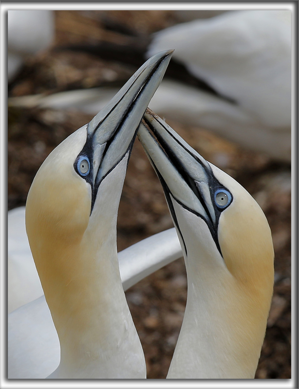 FOU DE BASSAN    /     NORTHERN GANNET    _HP_3525 