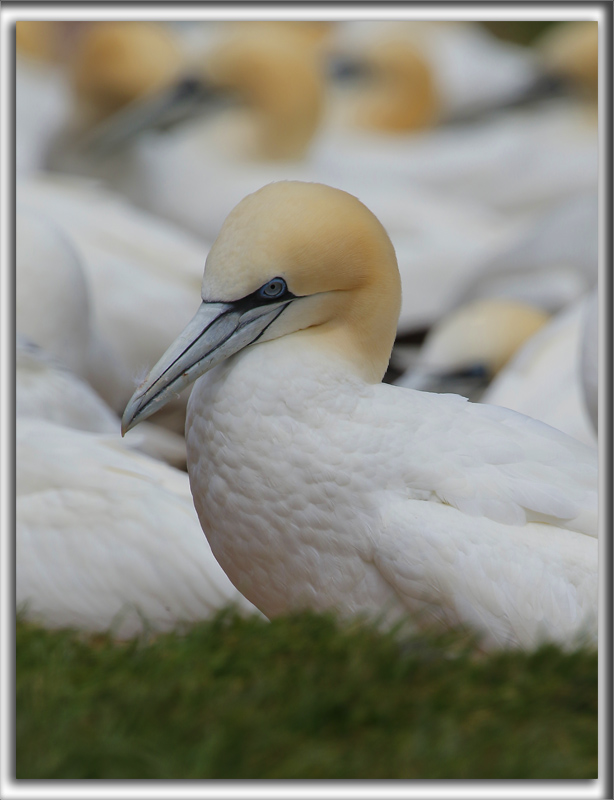 FOU DE BASSAN    /     NORTHERN GANNET    _HP_3072 