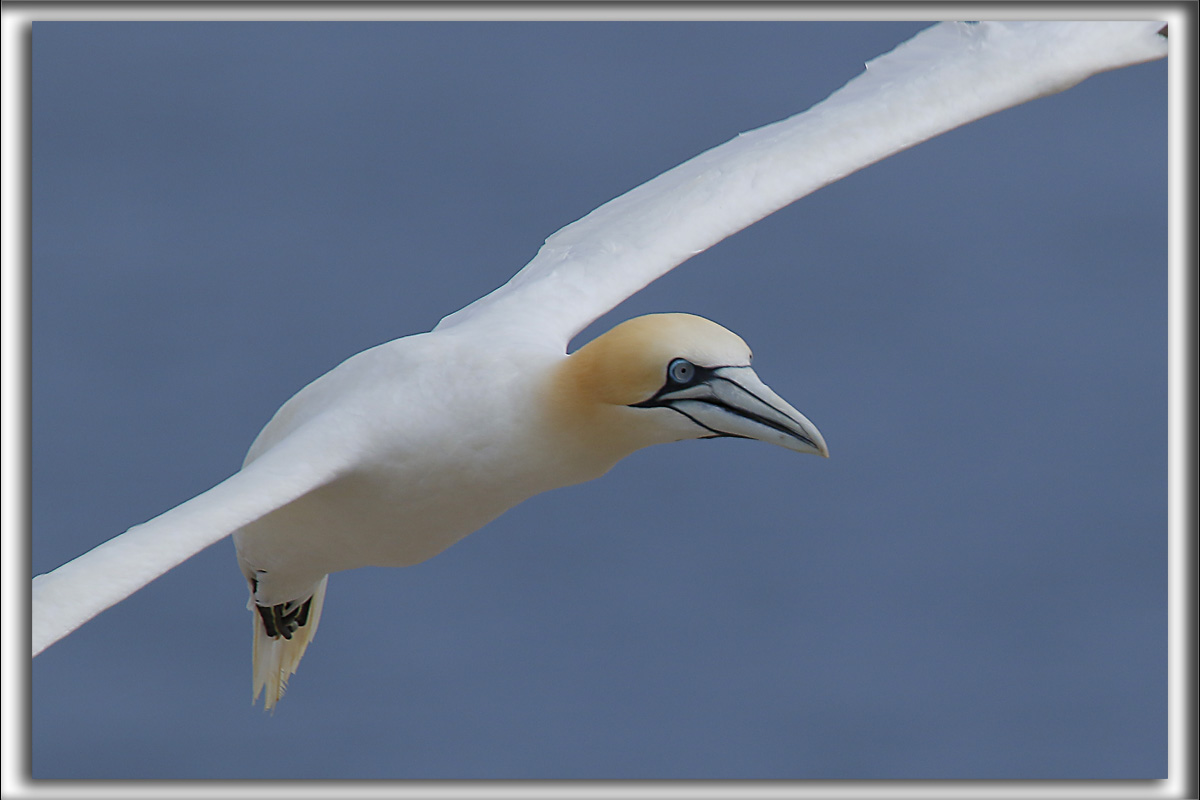 FOU DE BASSAN    /     NORTHERN GANNET    _HP_3291