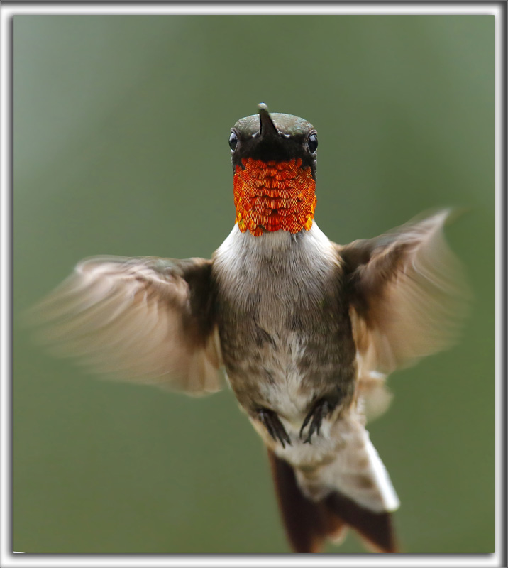 COLIBRI  GORGE RUBIS, mle    /   RUBY-THROATED HUMMINGBIRD, male    _HP_4284