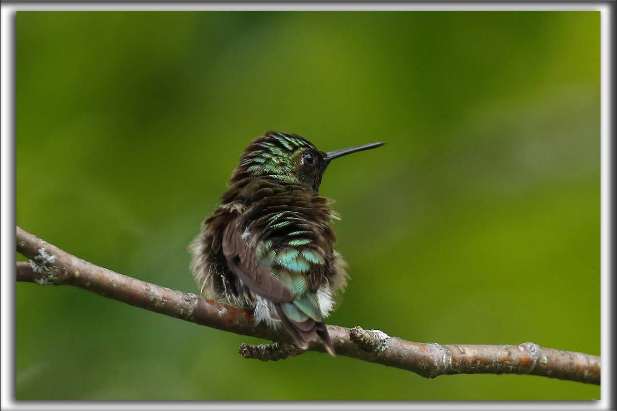 COLIBRI  GORGE RUBIS, mle    /   RUBY-THROATED HUMMINGBIRD, male    _HP_4523