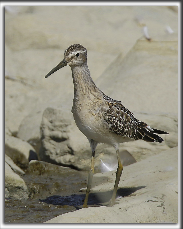 BCASSEAU  CHASSES   /   STILT SANDPIPER   _HP_0026