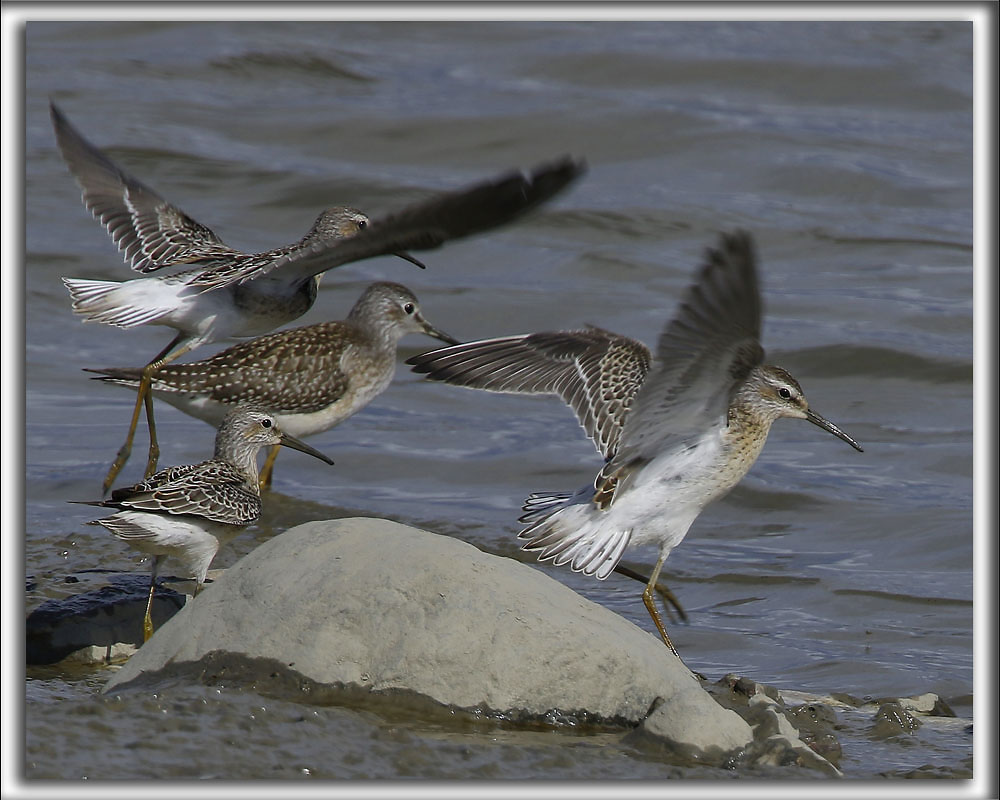 _BCASSEAU  CHASSES   /   STILT SANDPIPER   HP_9863