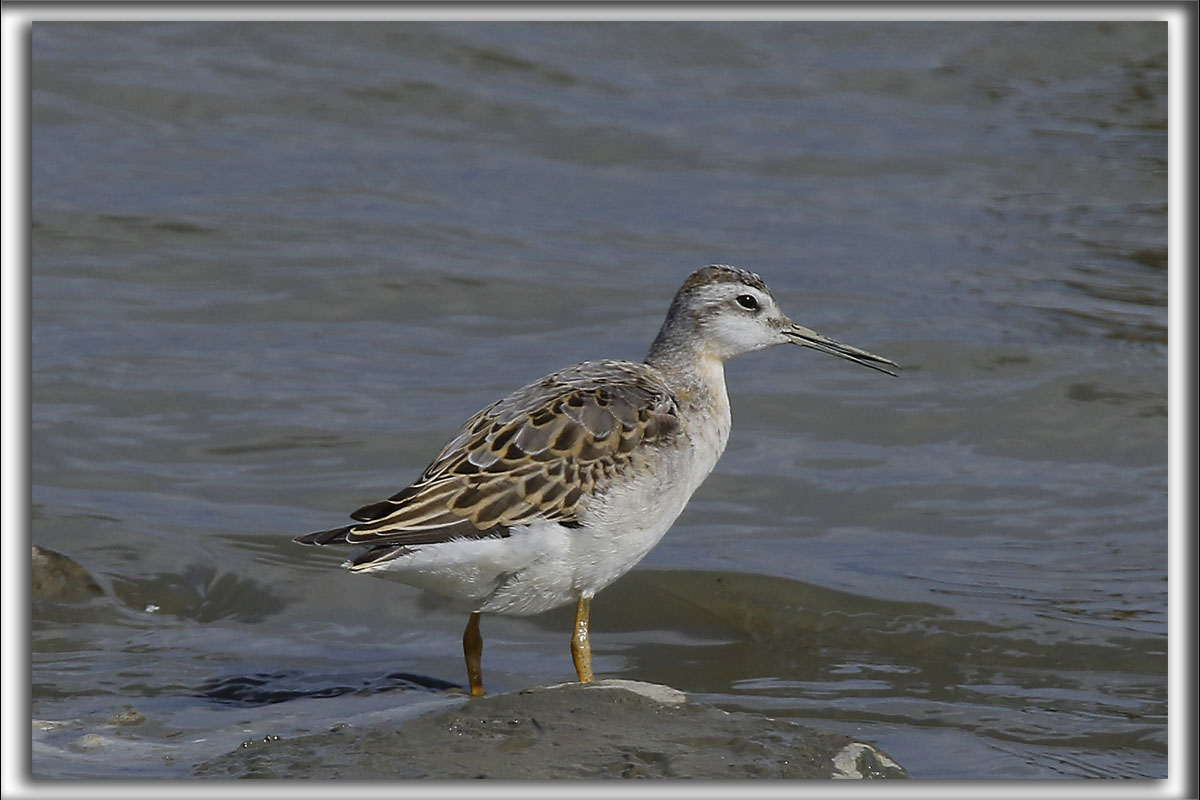 BCASSEAU  CHASSES, juvnile  /   STILT SANDPIPER, junior   HP_9902 