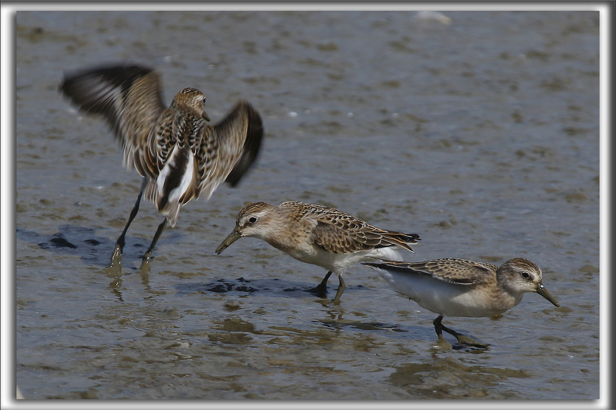 BCASSEAU SEMIPALM   /   SEMIPALMATED SANDPIPER    _HP_9799