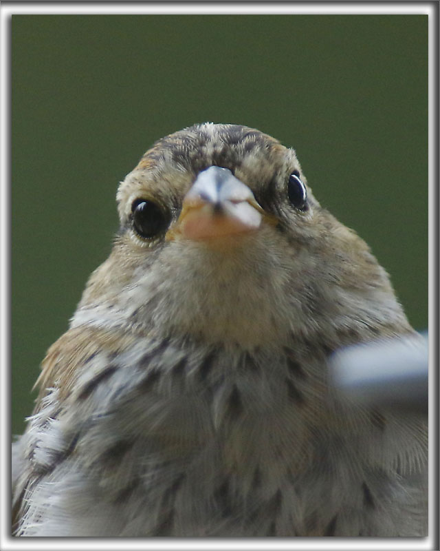 BRUANT DES PLAINES  /  CLAY-COLORED SPARROW  _HP_6956 a a