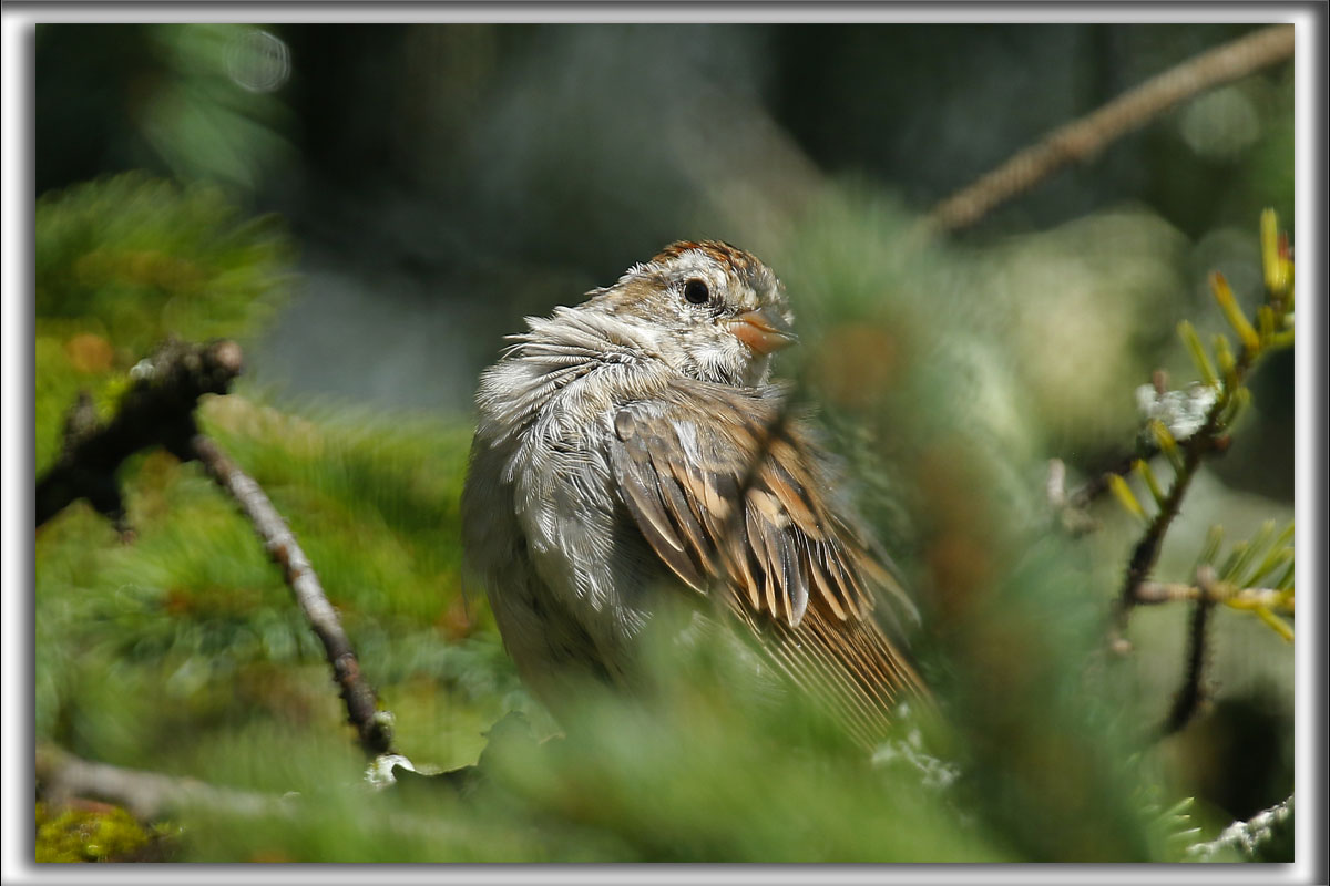 BRUANT DES PLAINES  /  CLAY-COLORED SPARROW  _HP_6991 aa