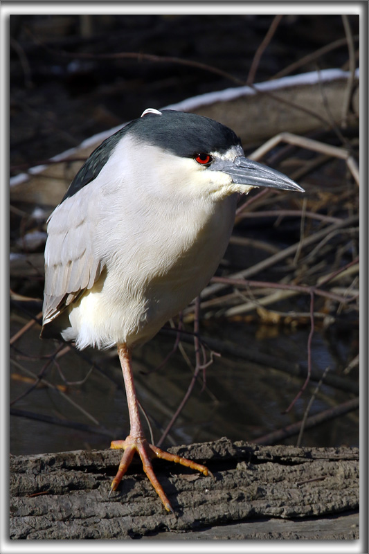 BIHOREAU GRIS, mle   /   BLACK-CROWNED NIGHT-HERON, male    _HP_7061ab