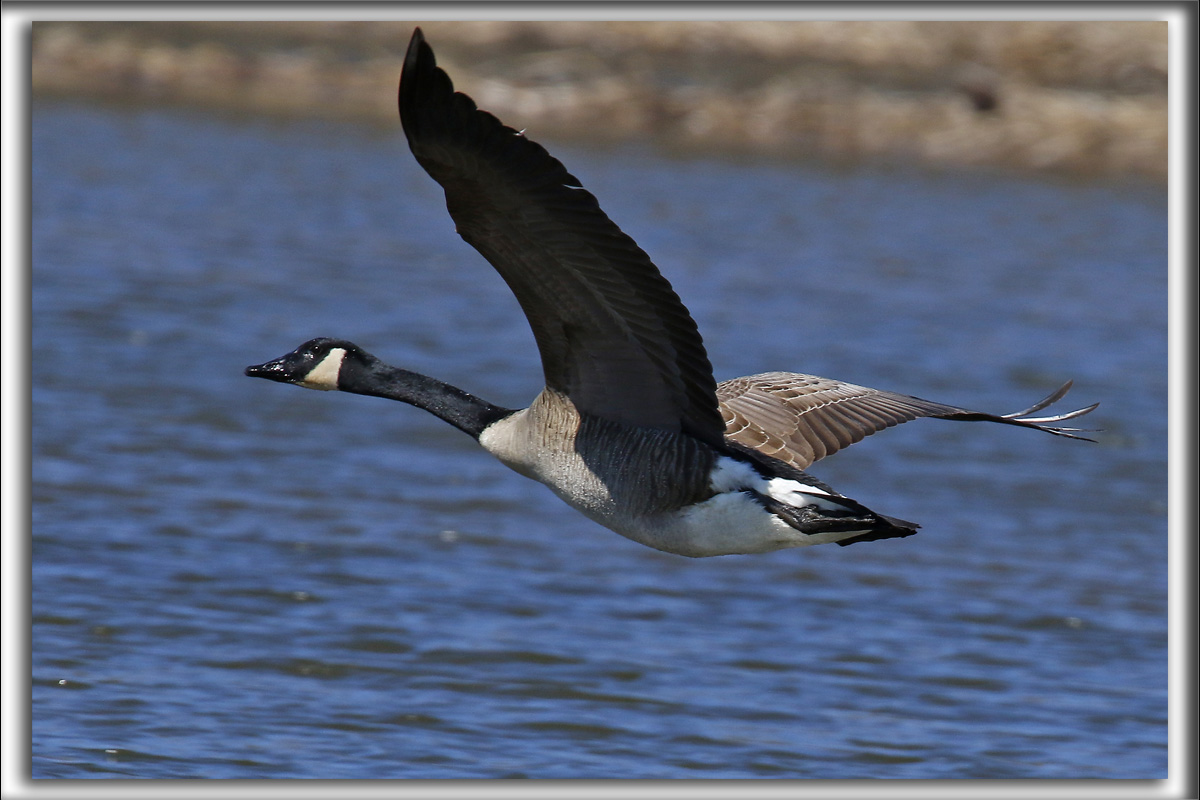 BERNACHE DU CANADA   /   CANADA GOOSE    _HP_7771b