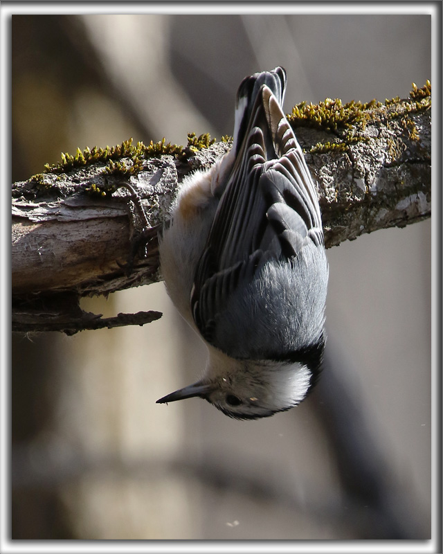 SITTELLE  POITRINE BLANCHE  /  WHITE-BREASTED NUTCHATCH     _HP_7217a