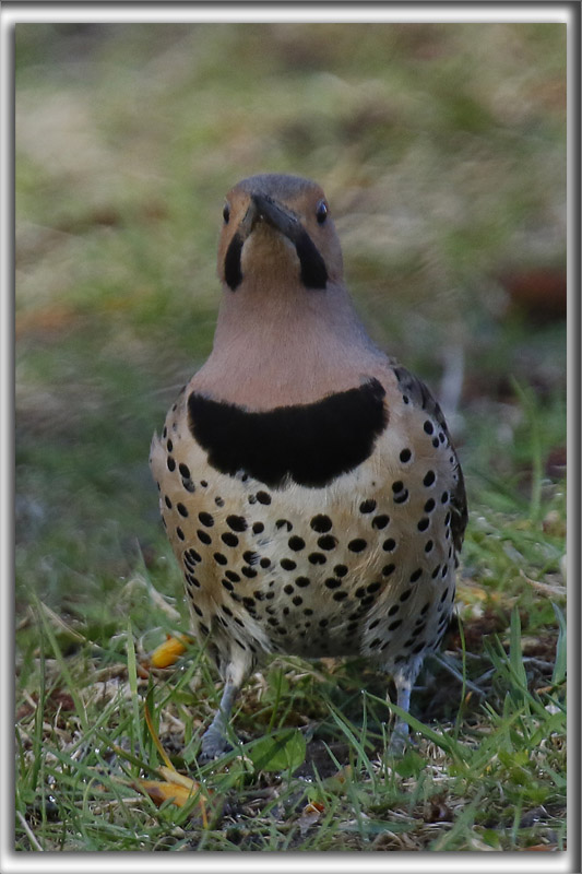PIC FLAMBOYANT, mle   /  NORTHERN FLICKER, male    _HP_8475aa