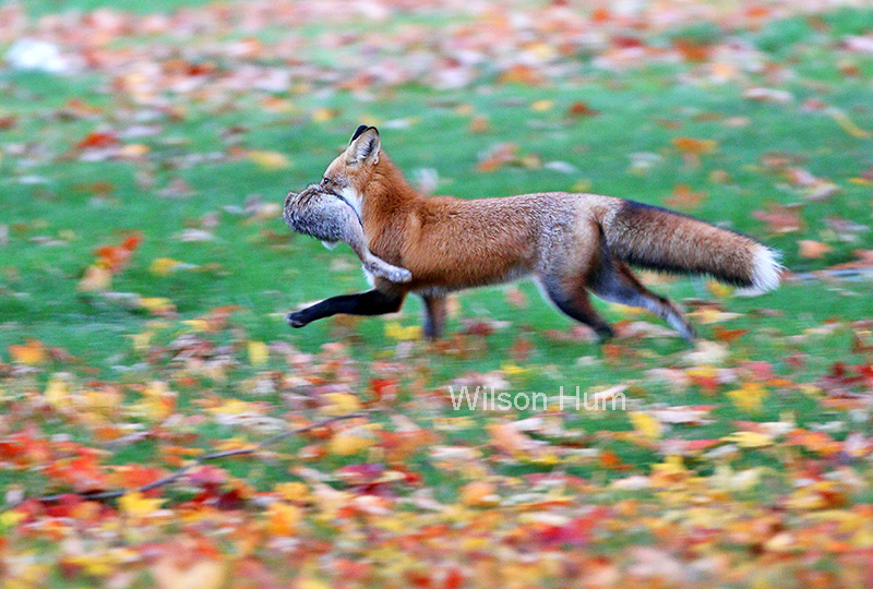 Fox on the run with rabbit leg
