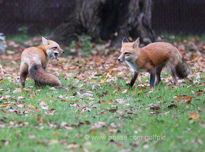 A tale of two foxes