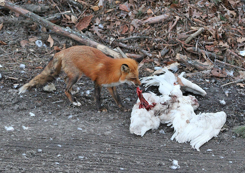 Fox enjoying a meal of snowy owl. 