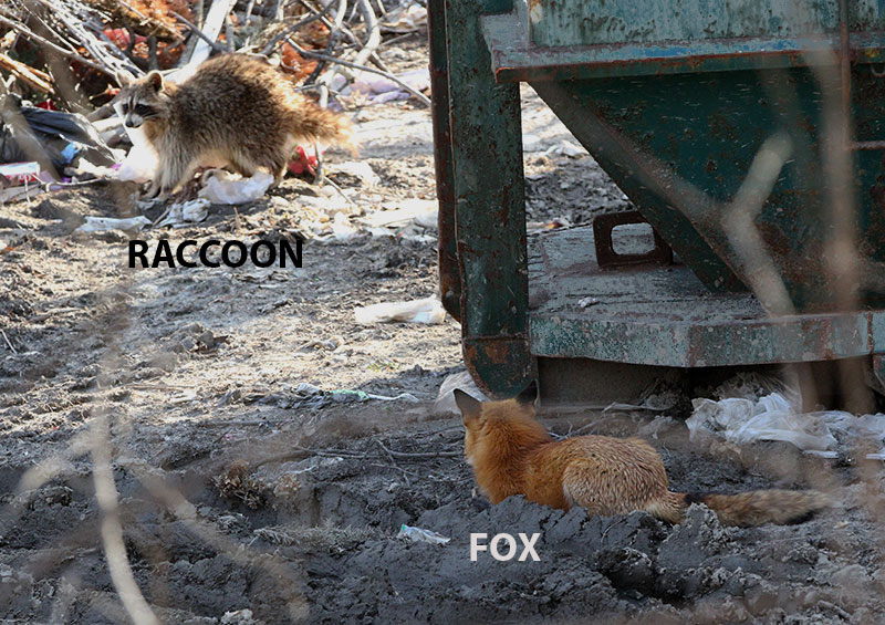 Fox stalking a Raccoon