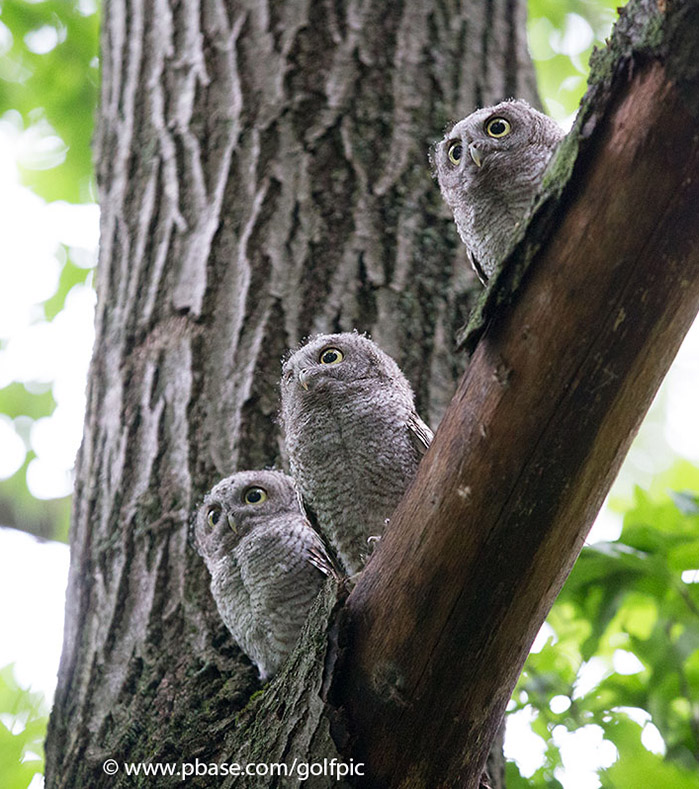 Trio of owlets