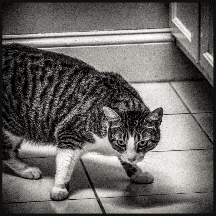 DSC01517sq2.jpg