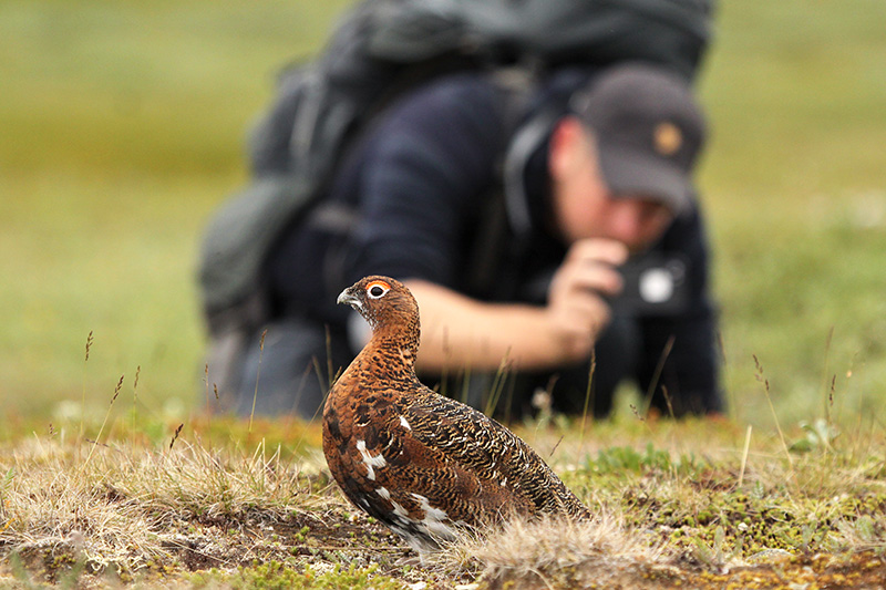 Willow Ptarmigan