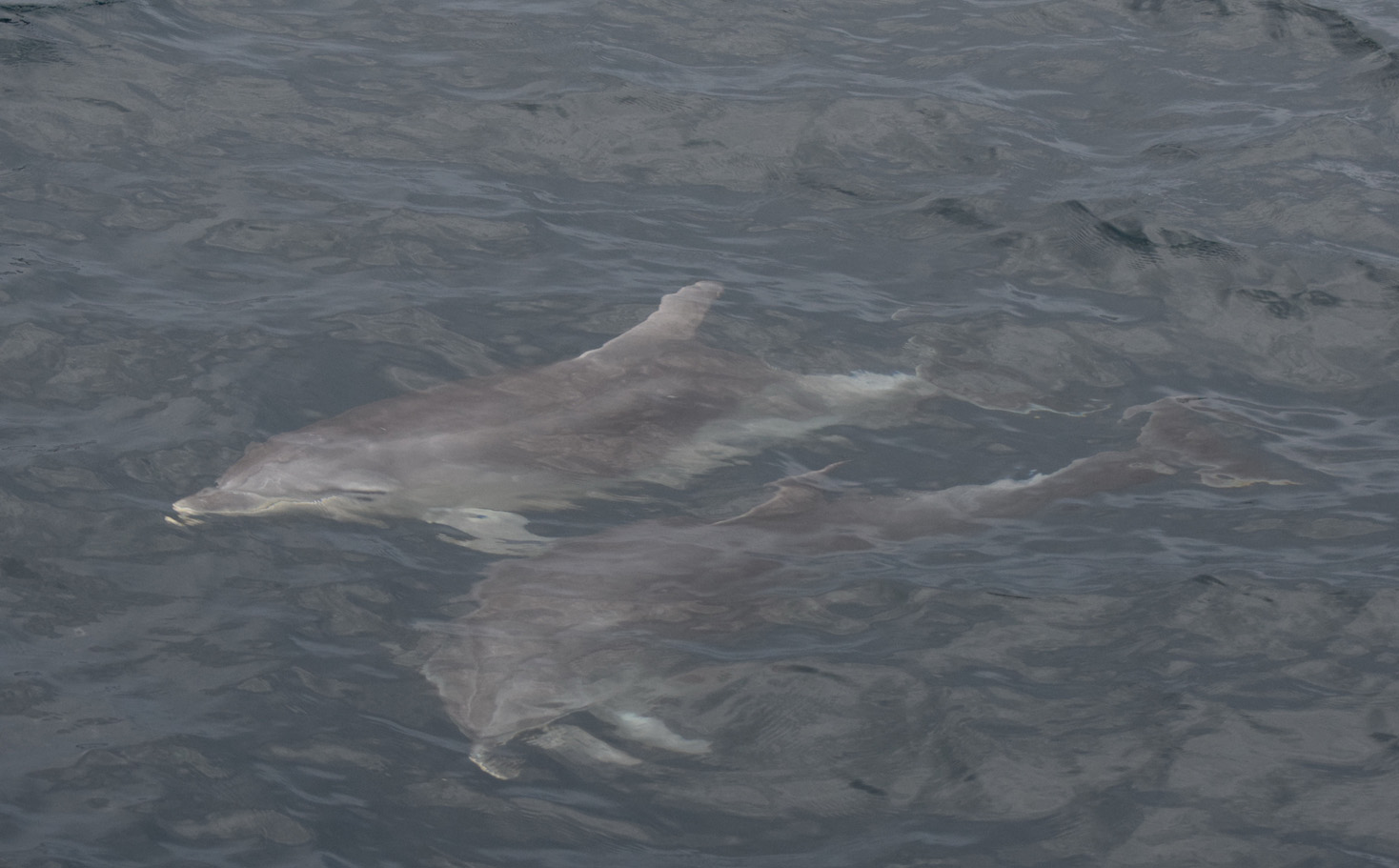 Dolfin.