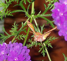 Liten snabelsvrmare (Deilephila porcellus)  land
