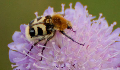 Humlebagge (Trichius fasciatus)