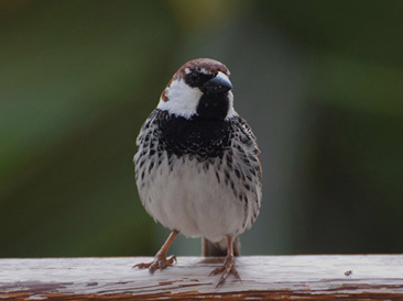 Spansk sparv (Passer hispaniolensis)