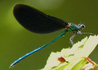Blå jungfruslända (Calopteryx virgo)