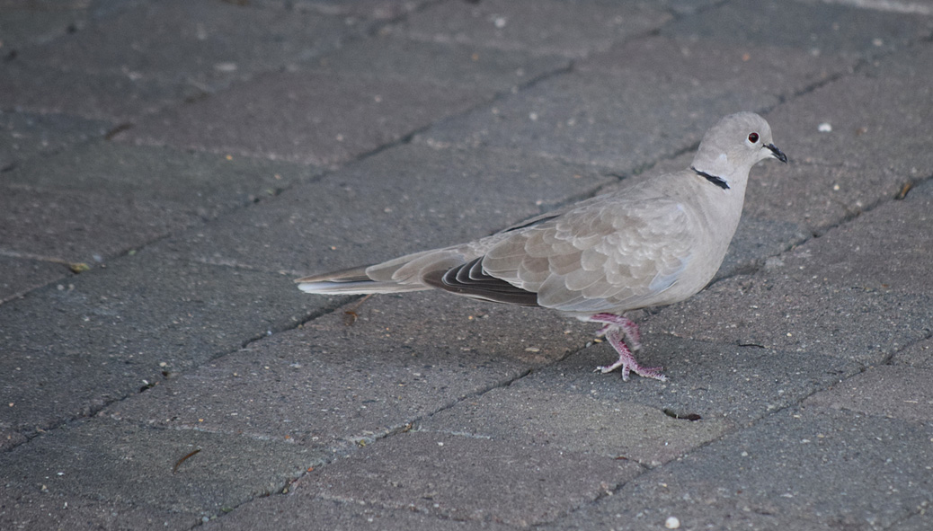 Turkduva (Streptopelia decaocto)