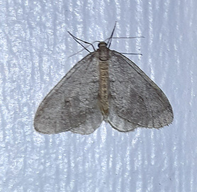 Mindre frostfjäril (Operophtera brumata)