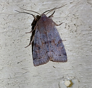 Större sälgfly (Orthosia incerta)