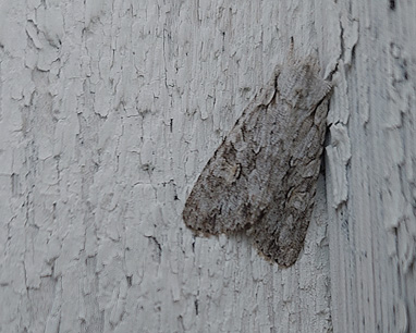 Ljusgrått träfly (Lithophane ornitopus)