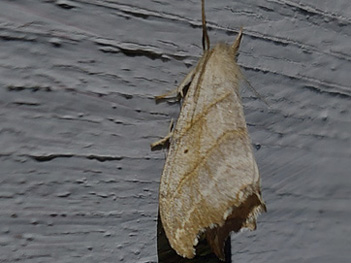 Tandad sikelvinge (Falcaria lacertinaria)