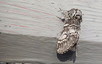 Vinterekspinnare (Drymonia ruficornis)